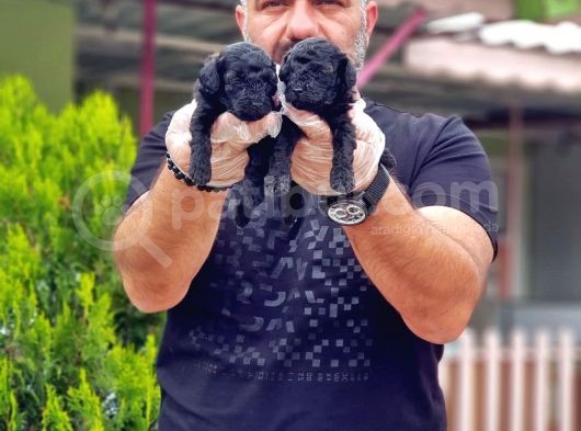Toy Poodle Yavrusu görsel