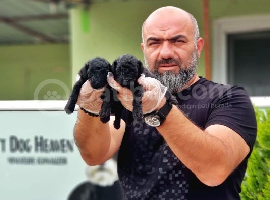 Toy Poodle Yavrusu