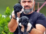 Toy Poodle Yavrusu
