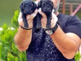 Toy Poodle Yavrusu