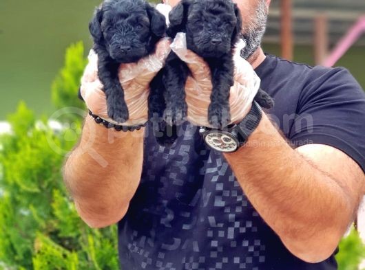 Toy Poodle Yavrusu görsel