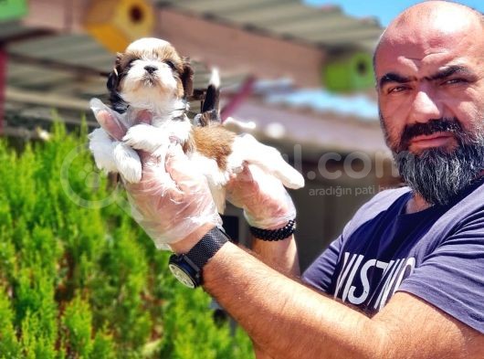 Shi̇h Tzu Yavrusu görsel