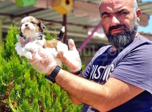 Shi̇h Tzu Yavrusu görsel