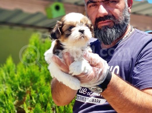 Shi̇h Tzu Yavrusu