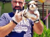Shi̇h Tzu Yavrusu