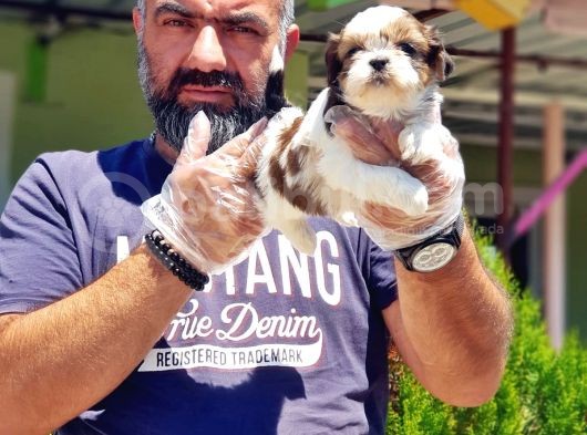 Shi̇h Tzu Yavrusu görsel