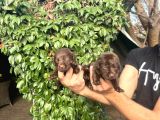 Çikolata Labrador Bebeklerimiz