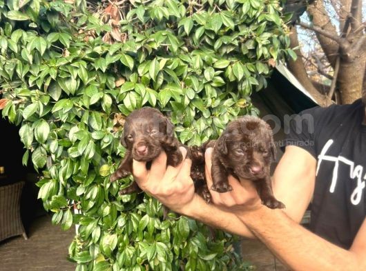 Çikolata Labrador Bebeklerimiz
