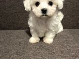 Mini Sevimli Güzel Maltese Yavrular 
