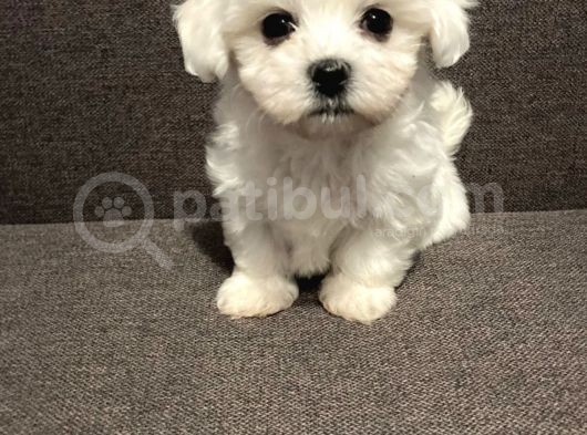 Mini Sevimli Güzel Maltese Yavrular  görsel