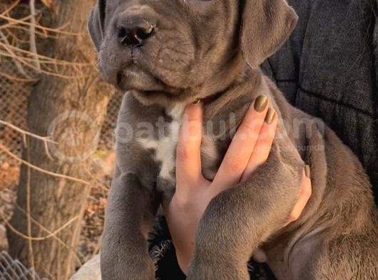Blue Ve Siyah Cane Corso Bebeklerimiz görsel