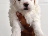 Maltese Terrier Bebekler