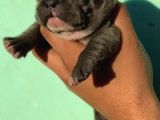 Blue French Bulldog Bebeklerimiz