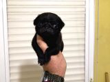 Yüksek Kalite Pug Yavruları