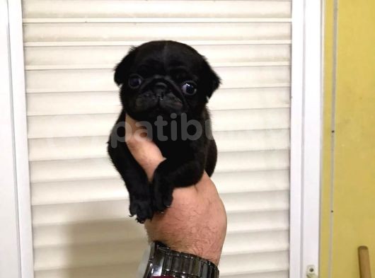 Yüksek Kalite Pug Yavruları görsel