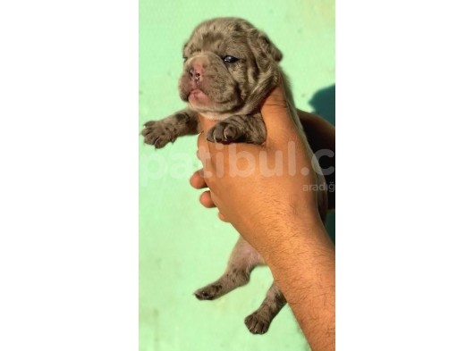 Merle French Bulldog Bebeklerimiz görsel
