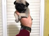 Yüksek Kalite Pug Yavruları