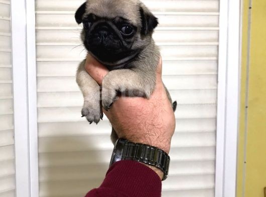 Yüksek Kalite Pug Yavruları