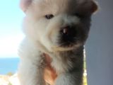 İyi̇ Kali̇te Safkan Chow Chow Bebekler