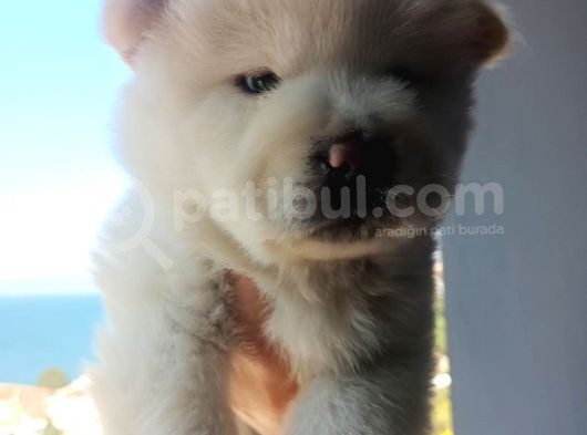 İyi̇ Kali̇te Safkan Chow Chow Bebekler görsel