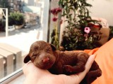 Anne Altindan Eği̇ti̇mli̇ Toy Poodle