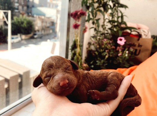 Anne Altindan Eği̇ti̇mli̇ Toy Poodle görsel