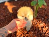 Boss Orji̇nal Pomerani̇an Boo Yavrumuz