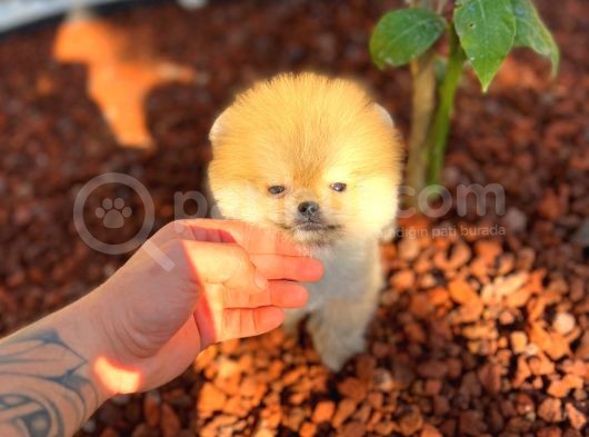 Boss Orji̇nal Pomerani̇an Boo Yavrumuz görsel