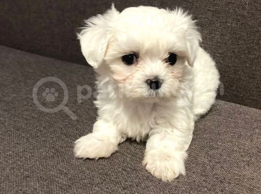 Mini Sevimli Güzel Maltese Yavrular  görsel