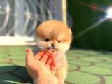 Boss Orji̇nal Pomerani̇an Boo Yavrumuz