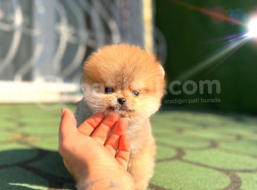 Boss Orji̇nal Pomerani̇an Boo Yavrumuz görsel