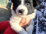 Dişi Border Collie Bebekler