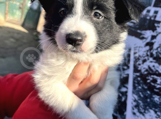 Dişi Border Collie Bebekler görsel