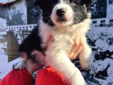 Dişi Border Collie Bebekler