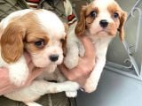 Cavalier King Charles