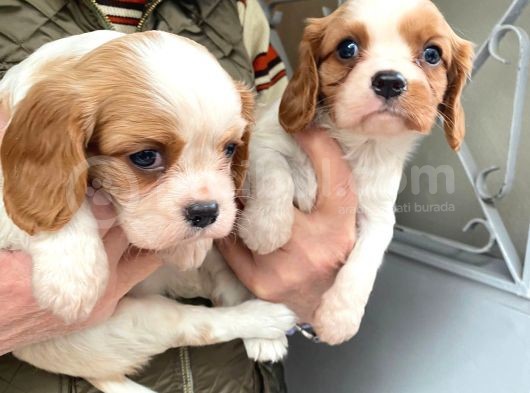 Cavalier King Charles