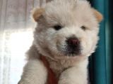 İyi̇ Kali̇te Safkan Chow Chow Bebekler