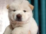 İyi̇ Kali̇te Safkan Chow Chow Bebekler