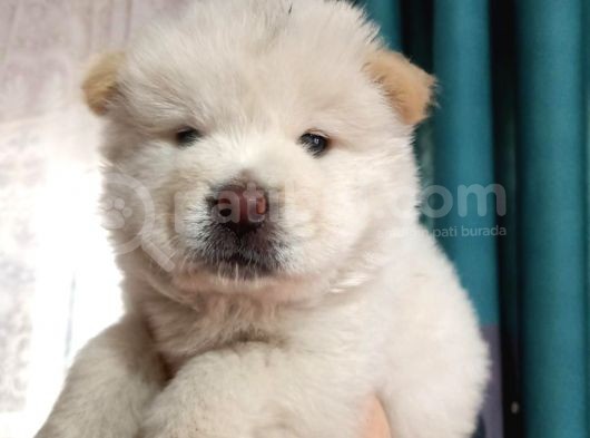 İyi̇ Kali̇te Safkan Chow Chow Bebekler görsel