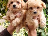 Maltipoo Bebeklerim
