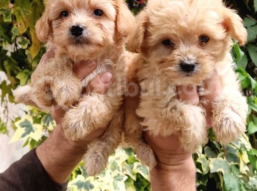 Maltipoo Bebeklerim görsel