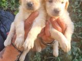 Golden Bebeklerimiz