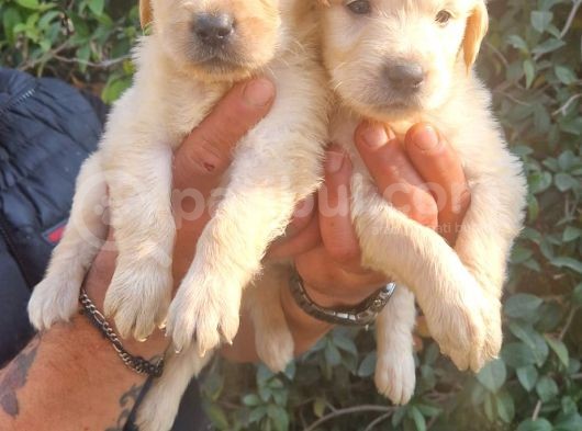 Golden Bebeklerimiz görsel