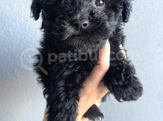 Apricot Siyah Maltipoo Bebekler
