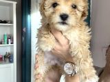 Apricot Maltipoo Yavrularımız