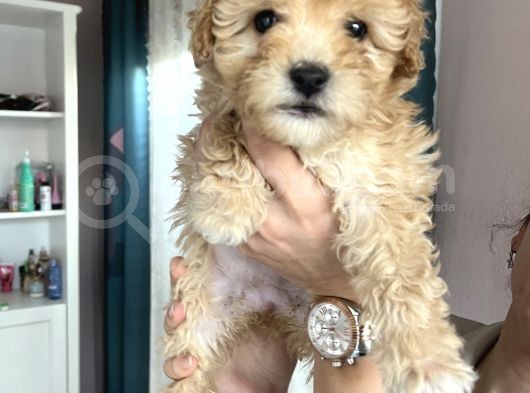 Apricot Maltipoo Yavrularımız