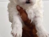 Maltese Terrier Bebekler
