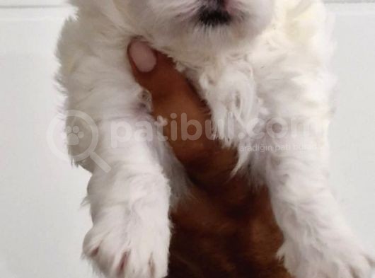 Maltese Terrier Bebekler görsel