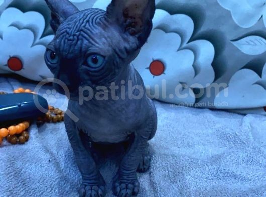 Show Kalite Sfenks Yavruları görsel