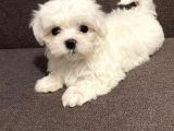 Mini Sevimli Güzel Maltese Yavrular 